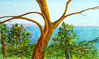 Windy pines watercolor 27 x 46 cm